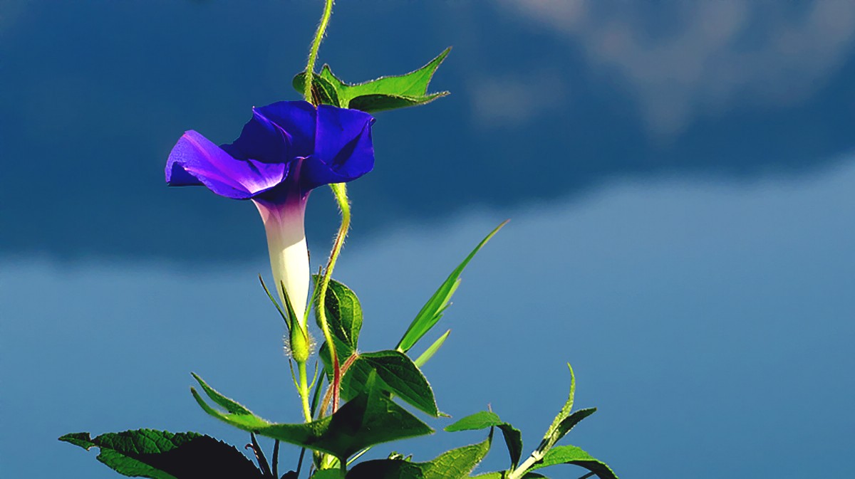 【深蓝色牵牛花】---欣赏