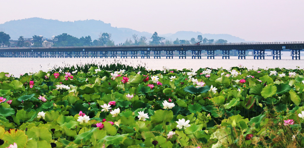 遂宁荷花池观赏景点图片