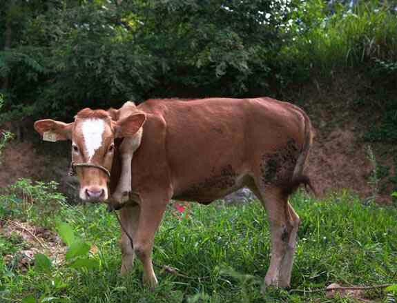 巴中一头牛长五条腿