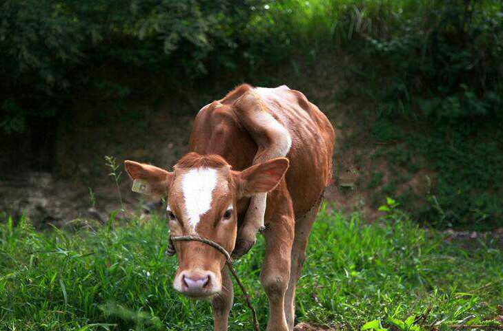 巴中一头牛长五条腿