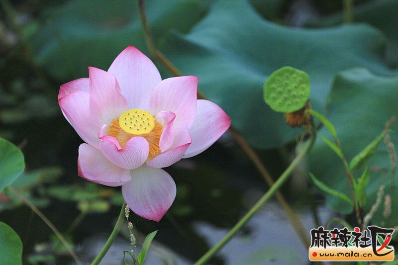 IMG_8902_副本.JPG