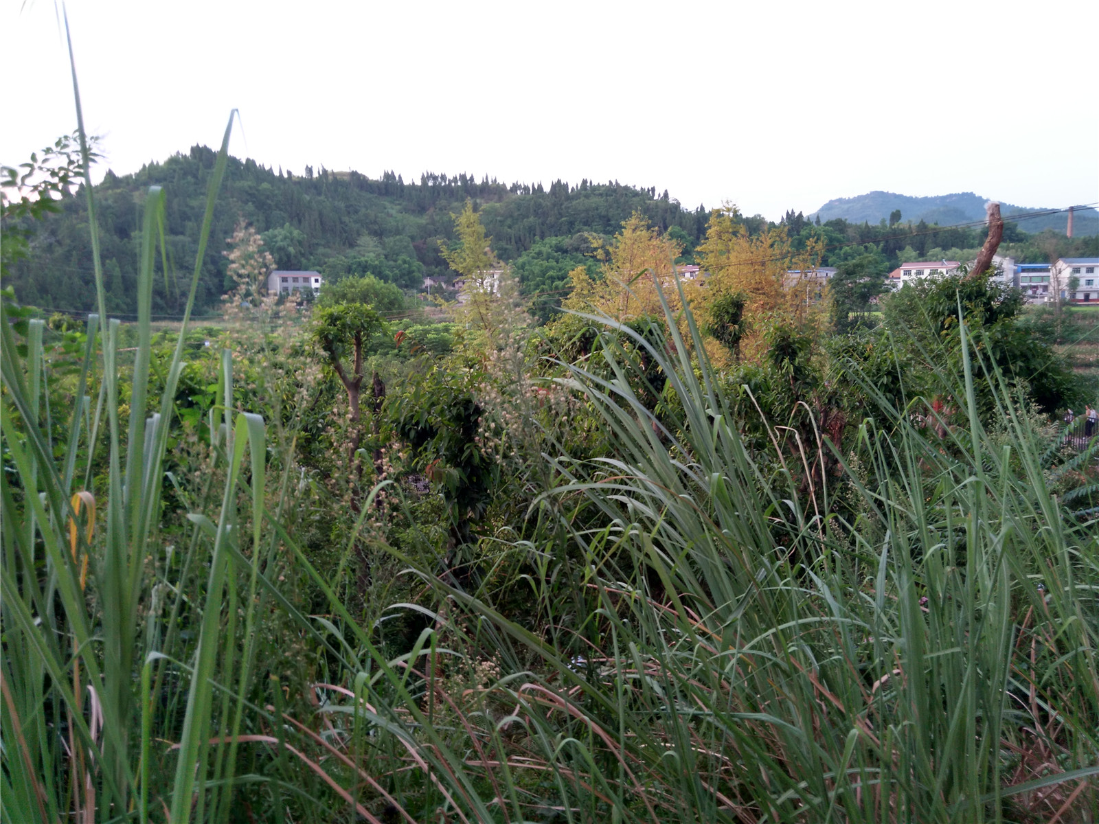 IMG_20150802_193931_HDR.jpg