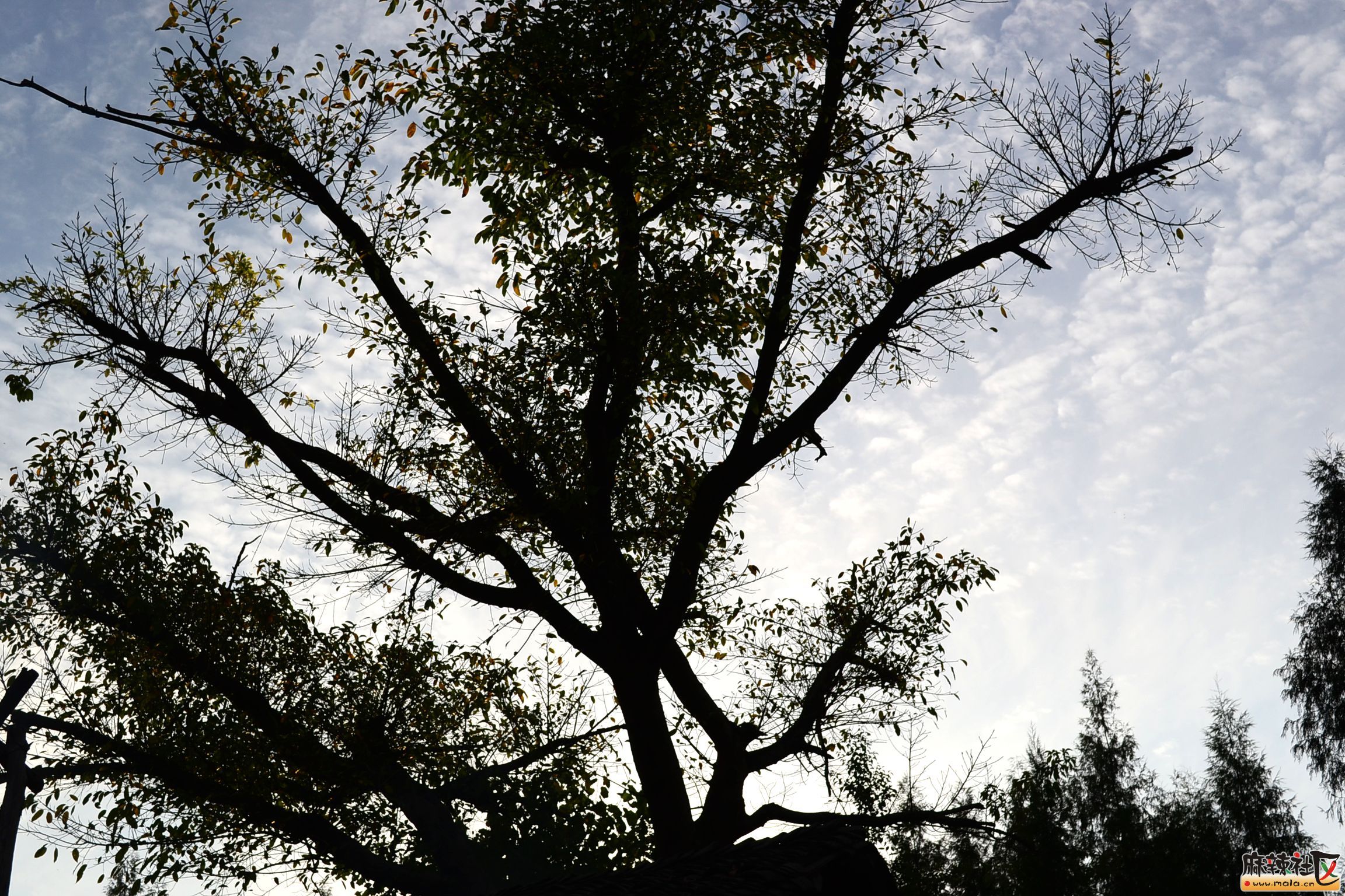 DSC_3363.JPG
