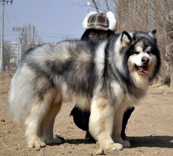 巨型阿拉斯加 超大型阿拉斯加 保纯保健康