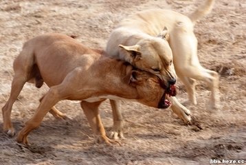 狗咬狗照片图片