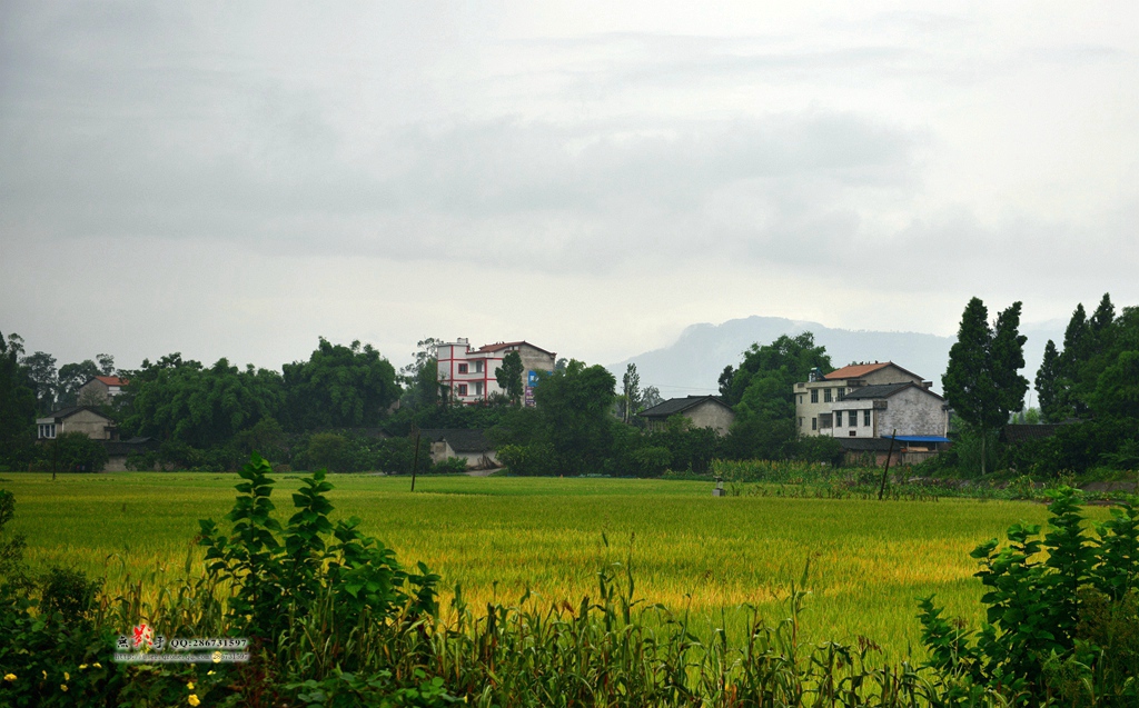 DSC_0917.jpg