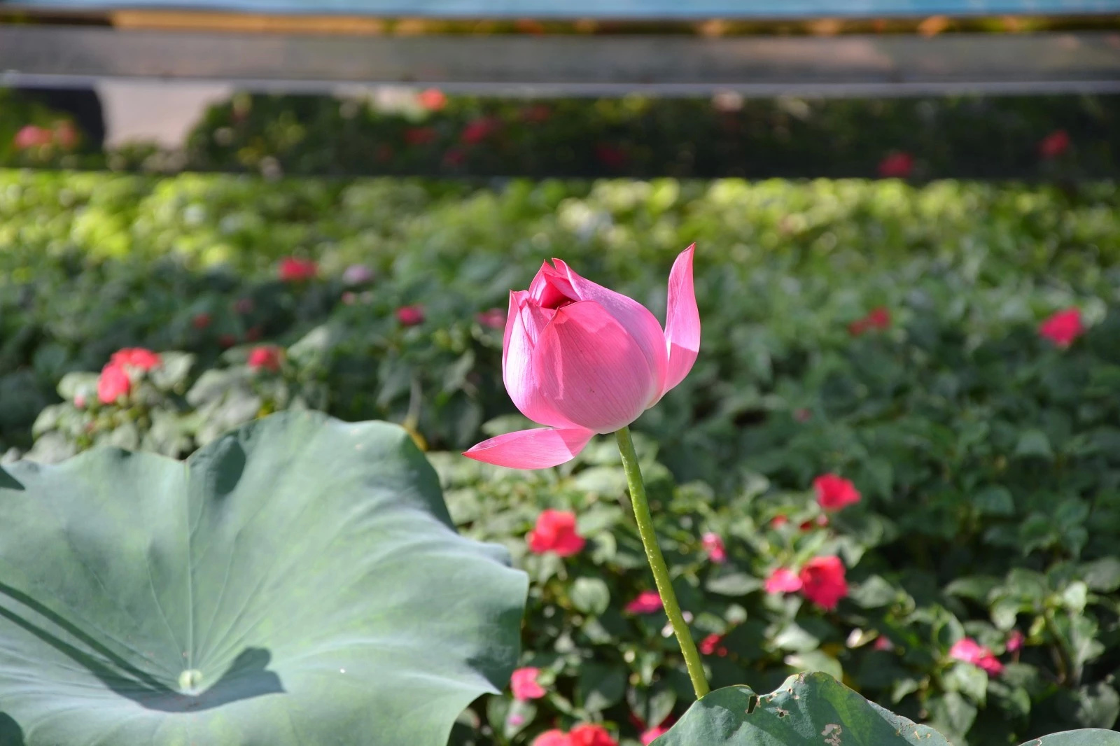 大型洪湖荷花展