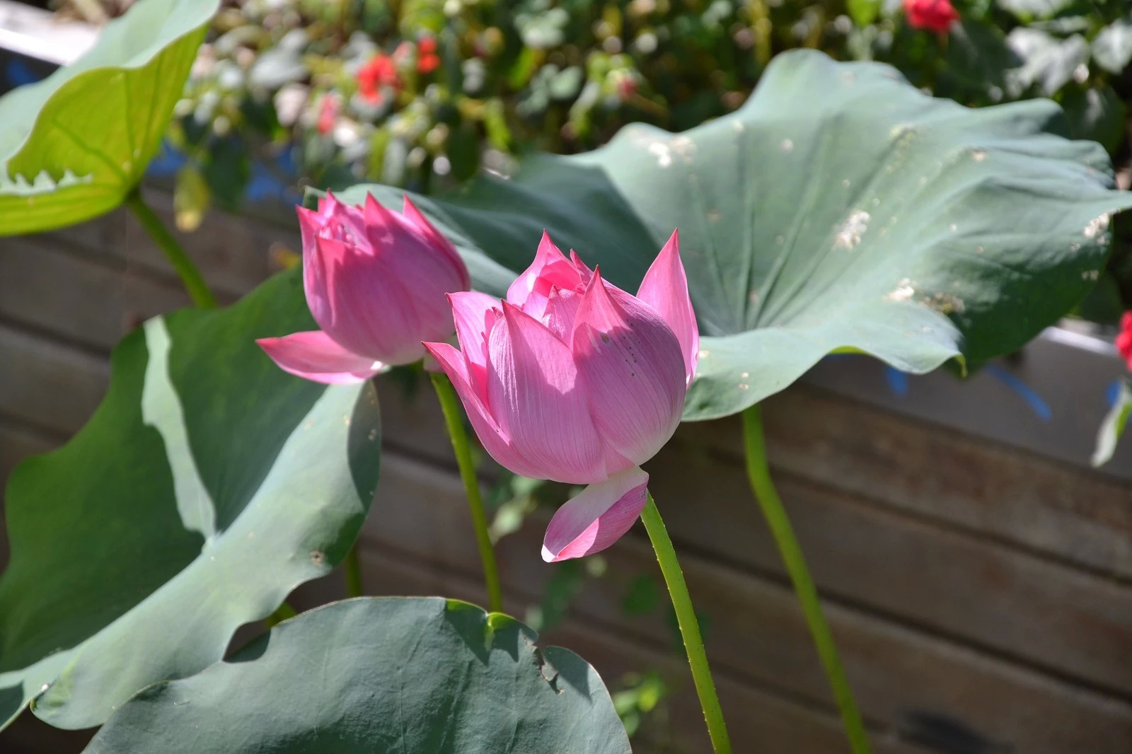 大型洪湖荷花展
