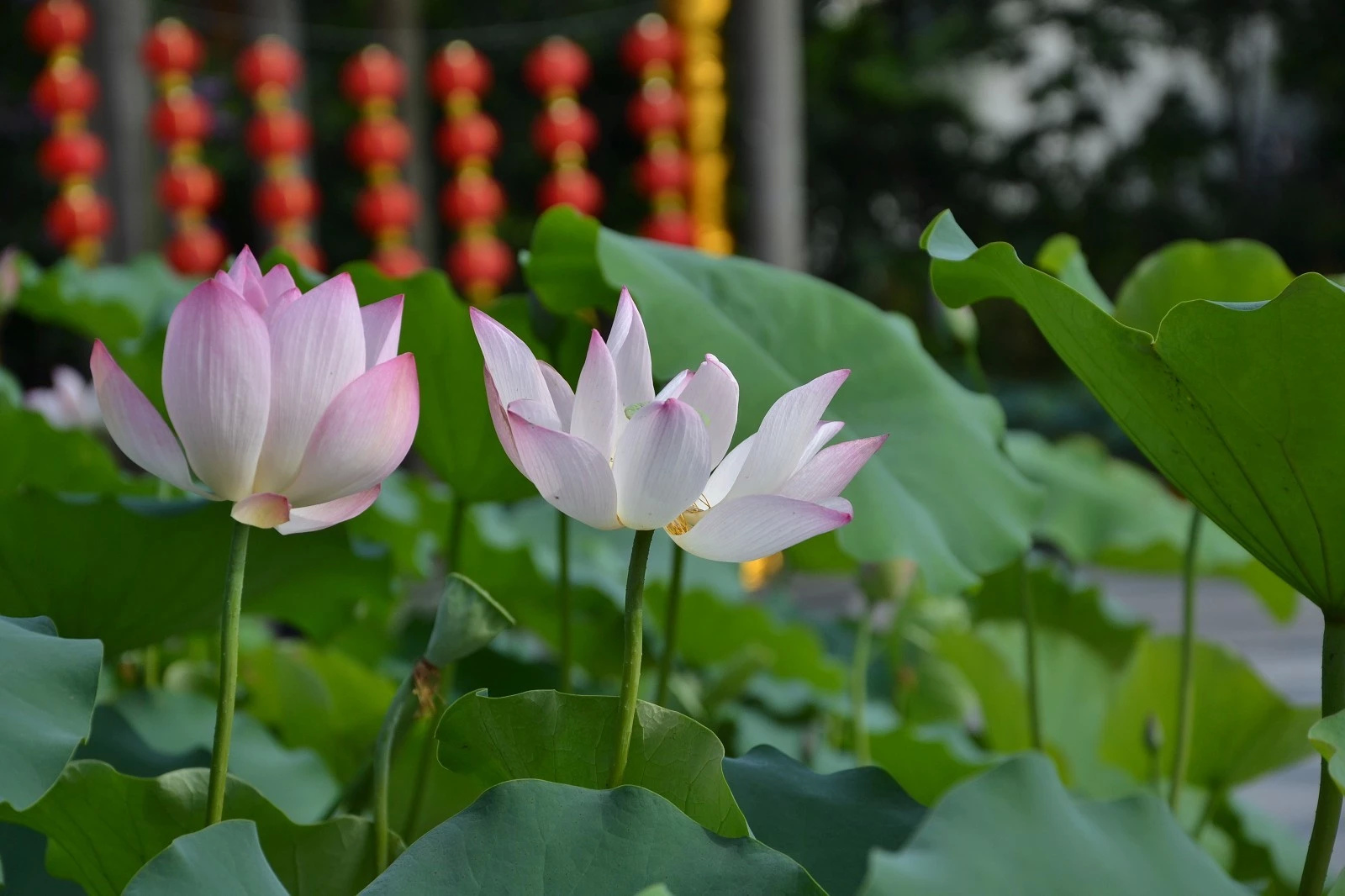大型洪湖荷花展