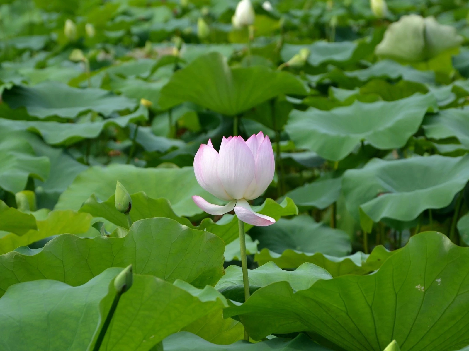 深圳洪湖大型荷花展