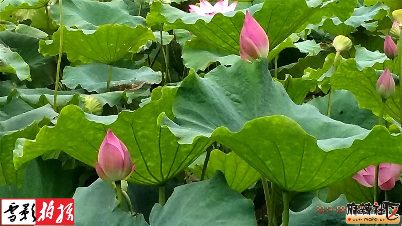 IMG_20150812_105813.jpg