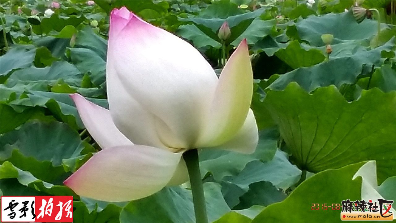 IMG_20150812_105052.jpg