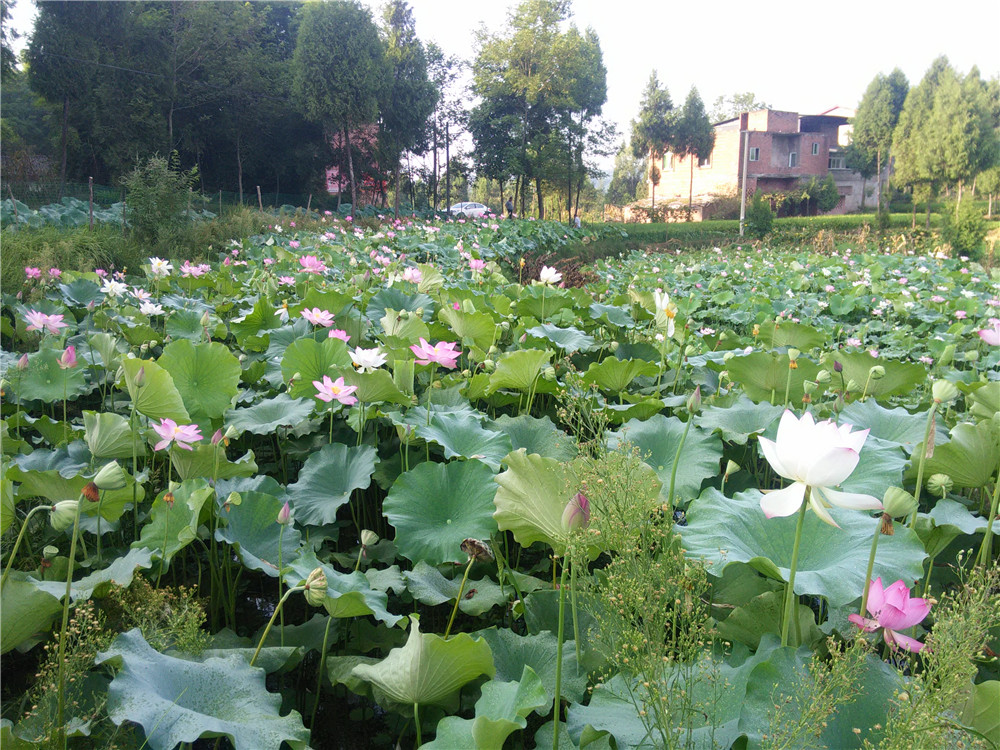 IMG20150813080106.jpg