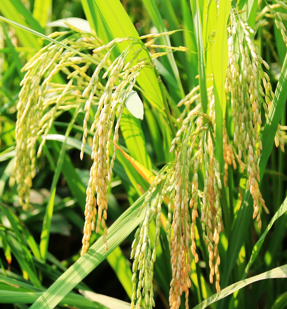七月半吃干饭川北农村的谷子开始黄了这雨一下一个泡儿复制链接