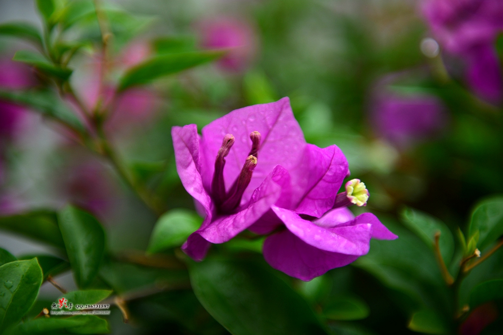 DSC_0944.jpg