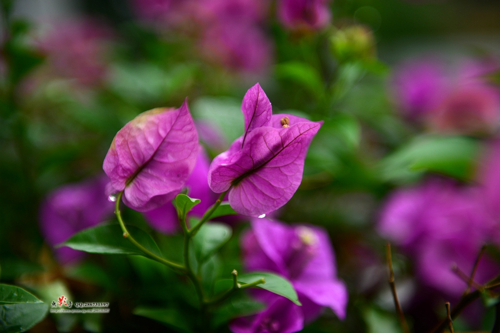 DSC_0948.jpg