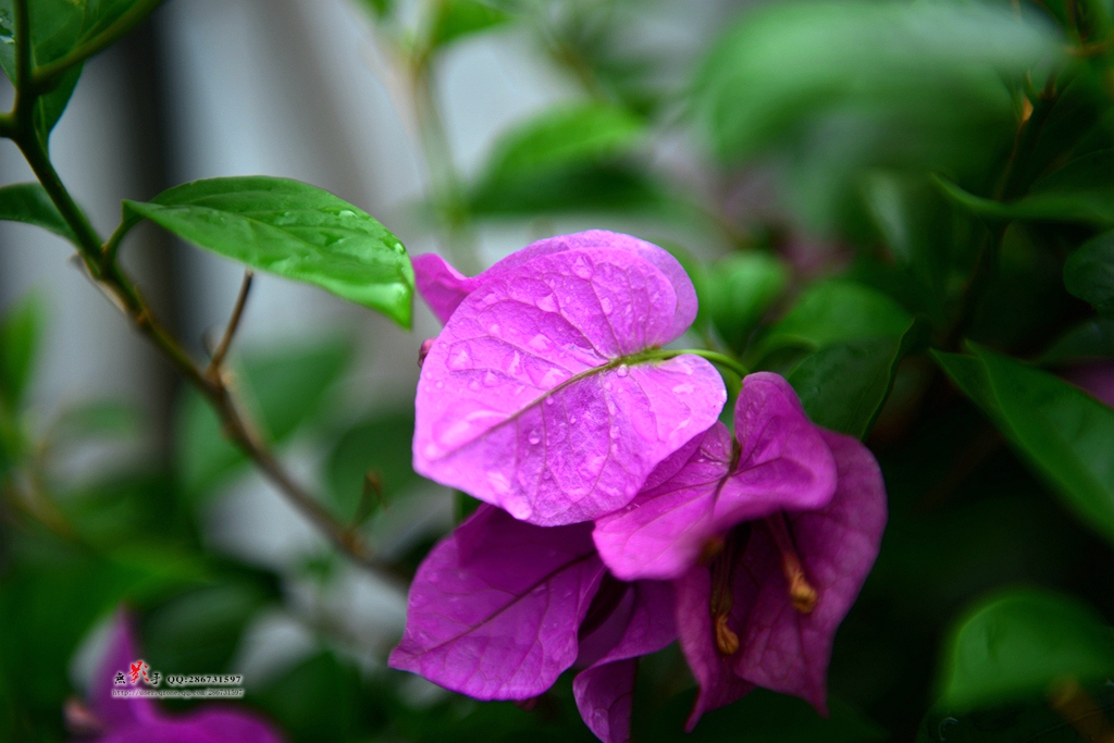 DSC_0953.jpg