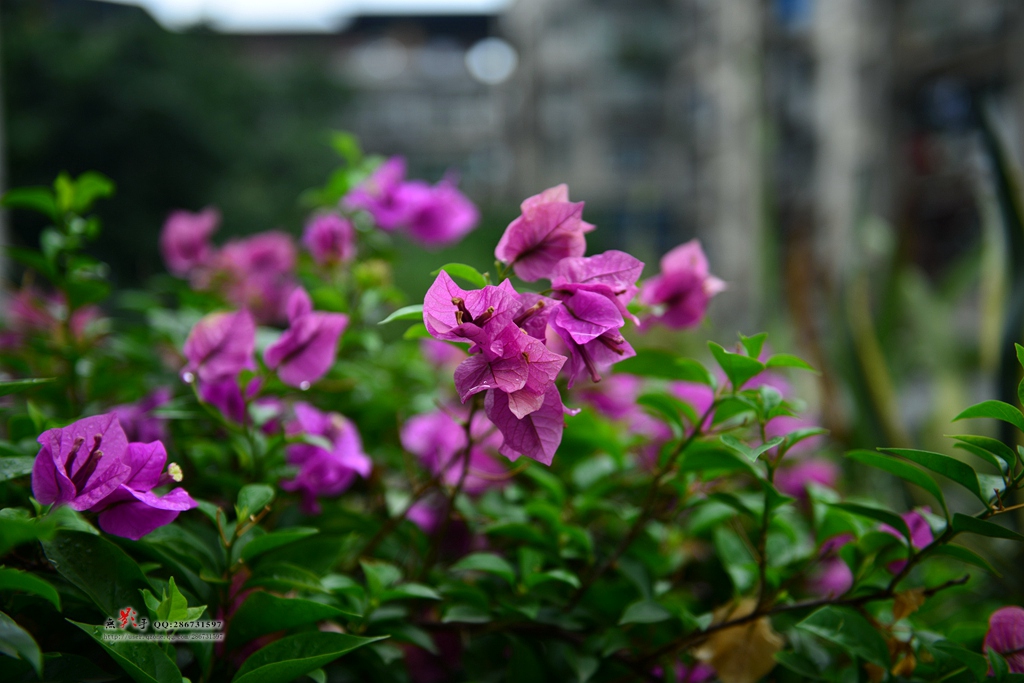 DSC_0954.jpg