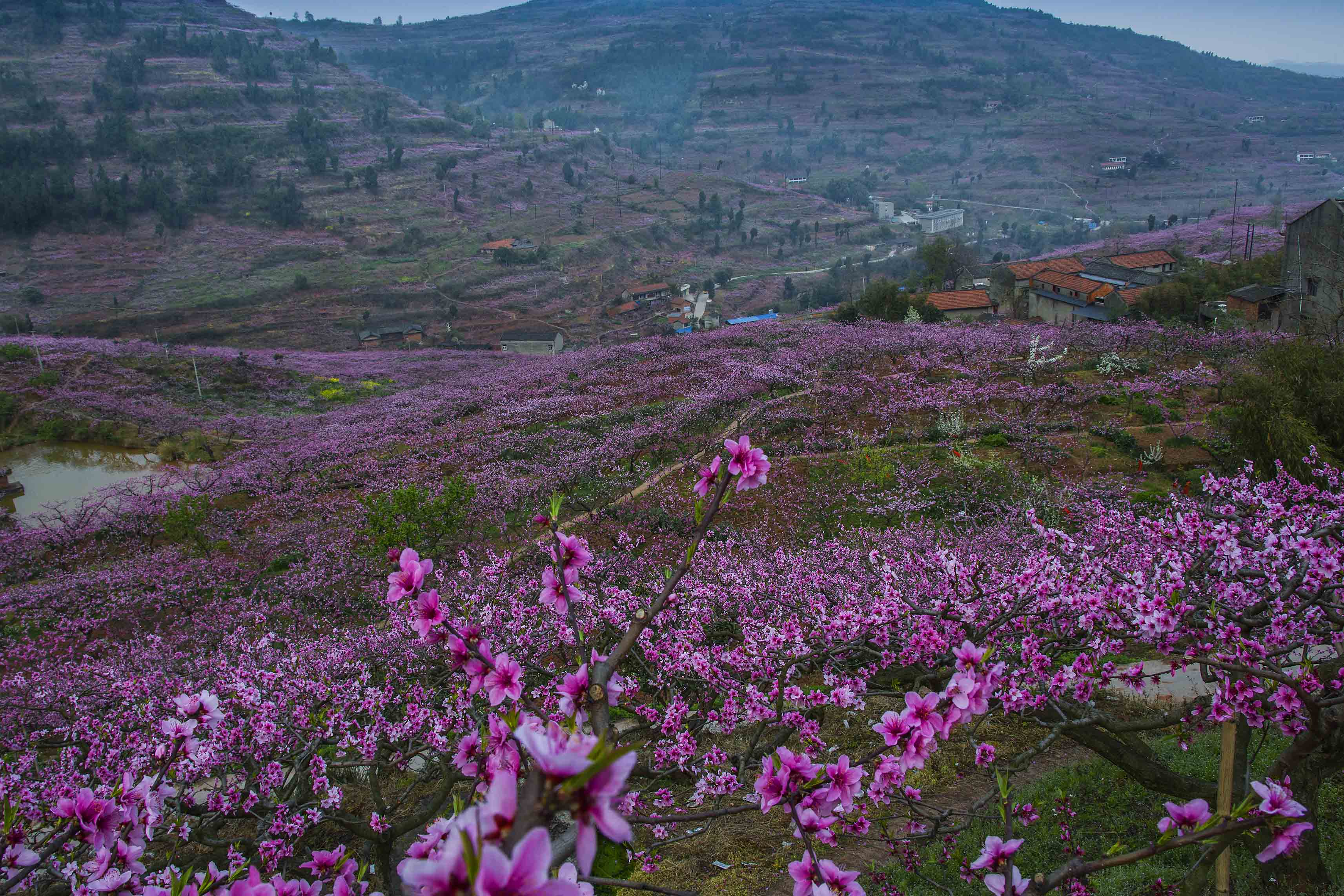 龙泉驿桃花故里风景区图片