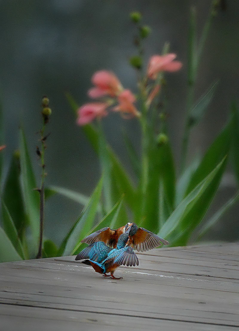 DSC_8912.JPG
