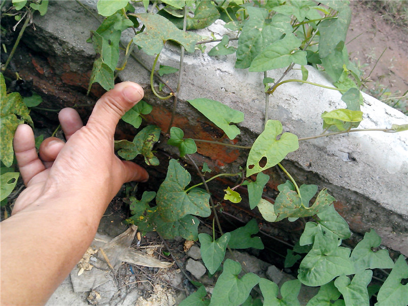IMG_20150903_083500.jpg
