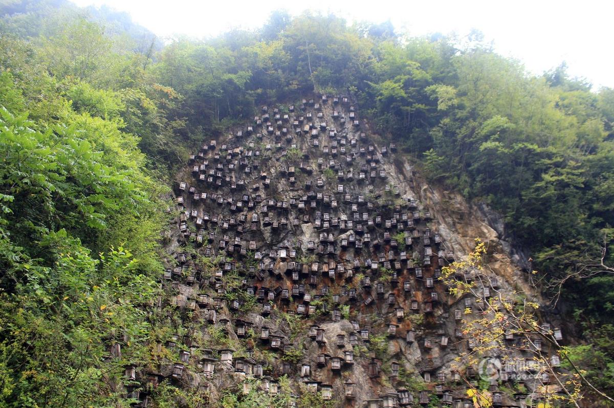 神农架蜂箱图片