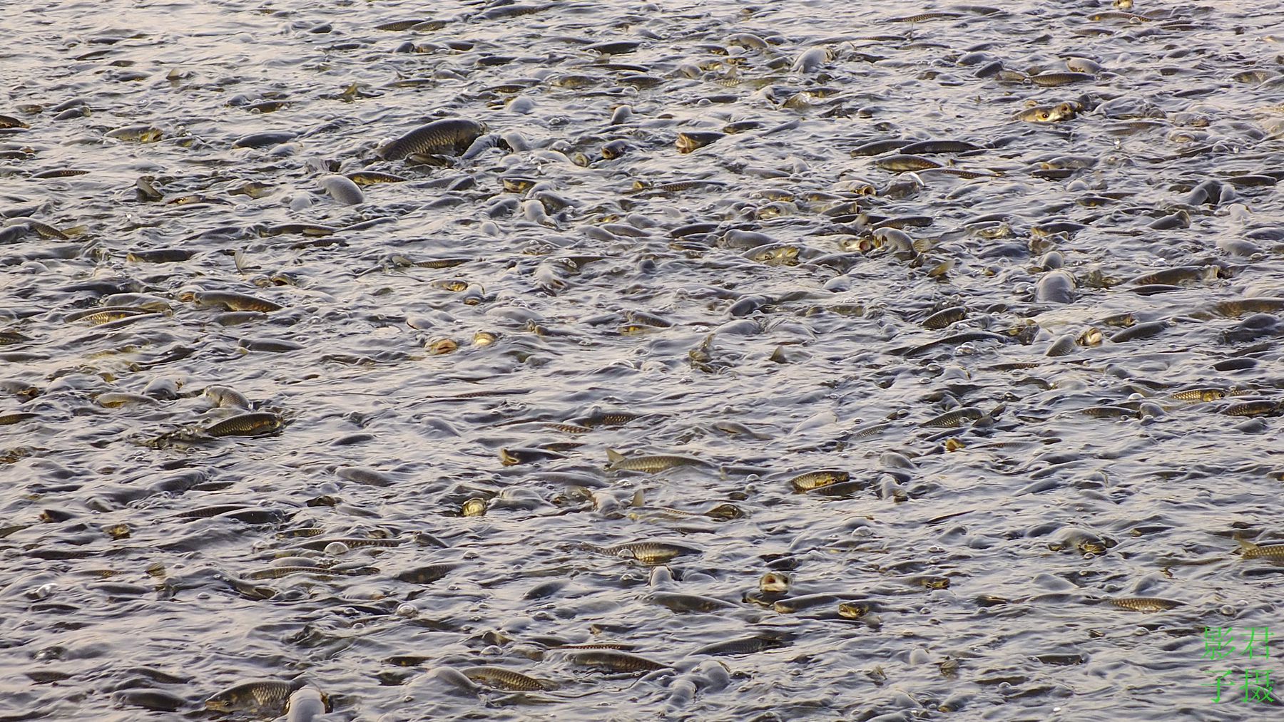 DSCF3155__.jpg