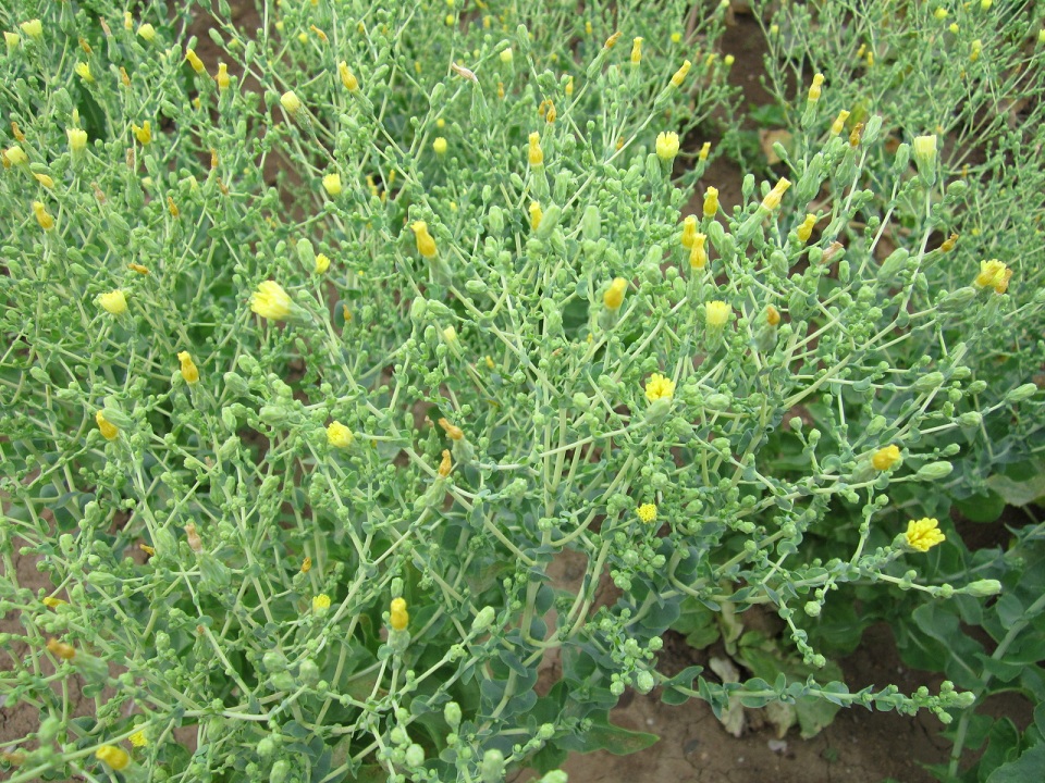 蔬菜开花也娇媚动人