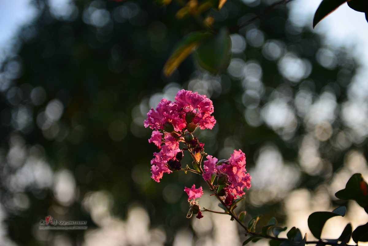 DSC_6409.jpg