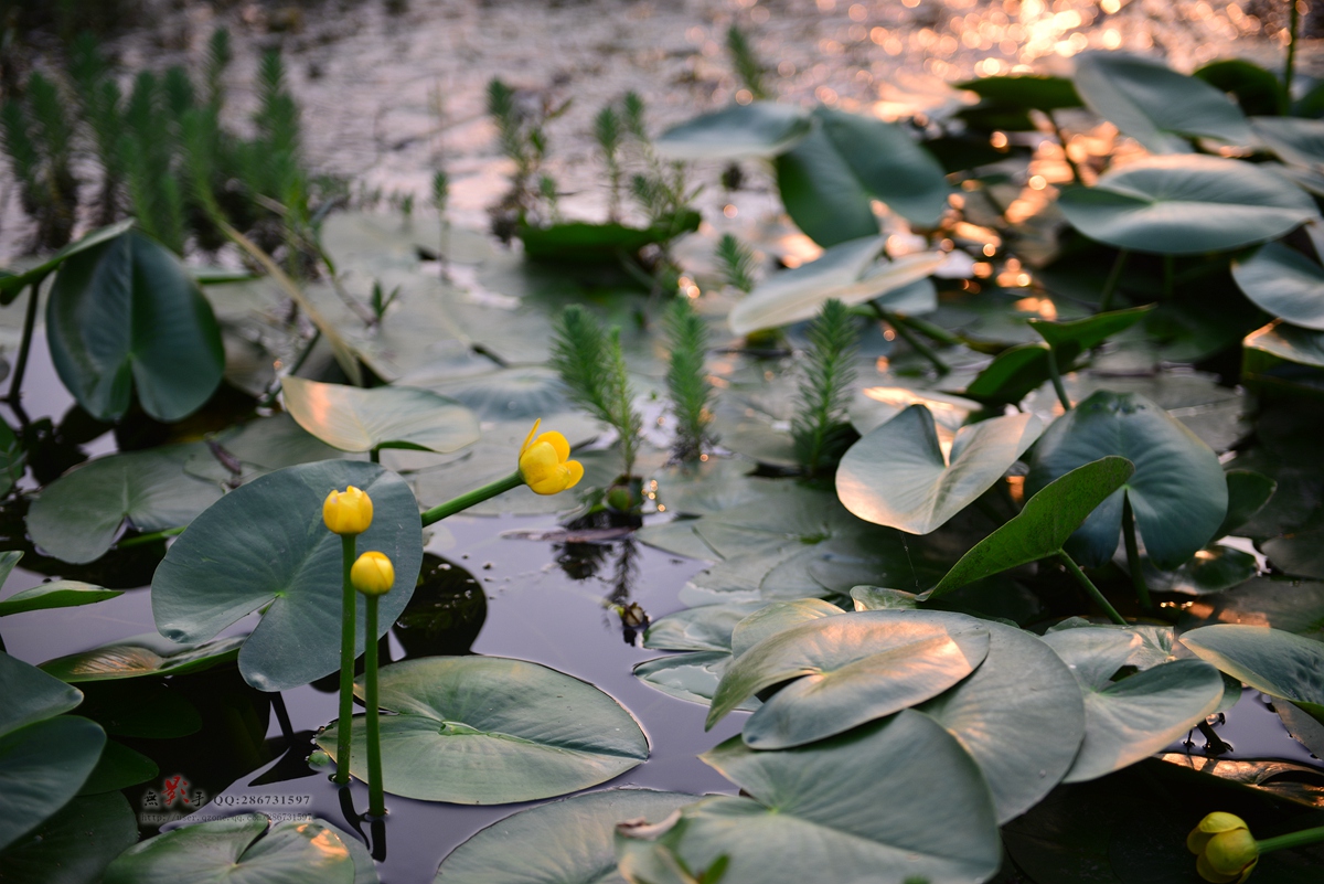 DSC_6418.jpg