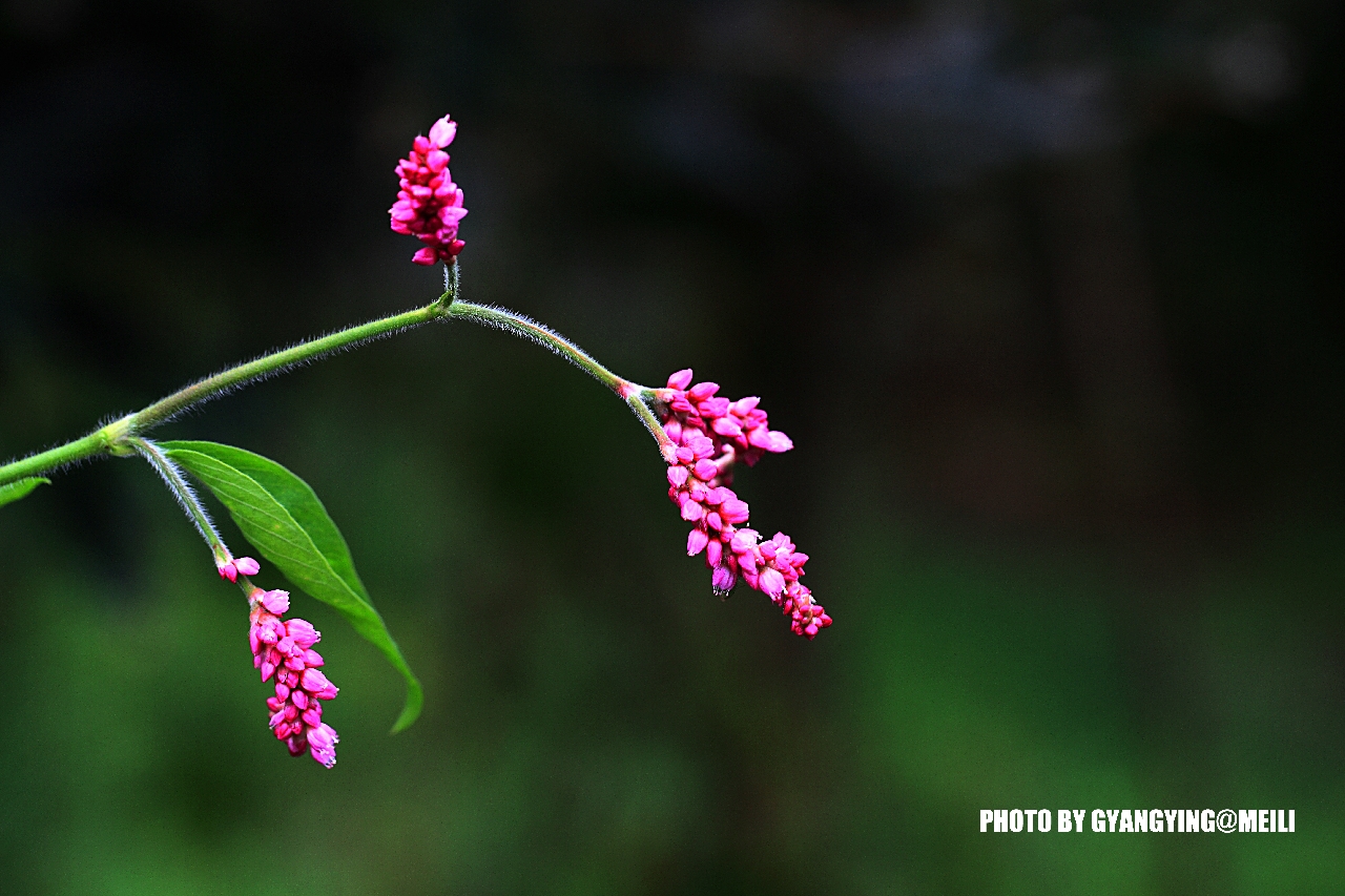 DPP_83368914A.jpg