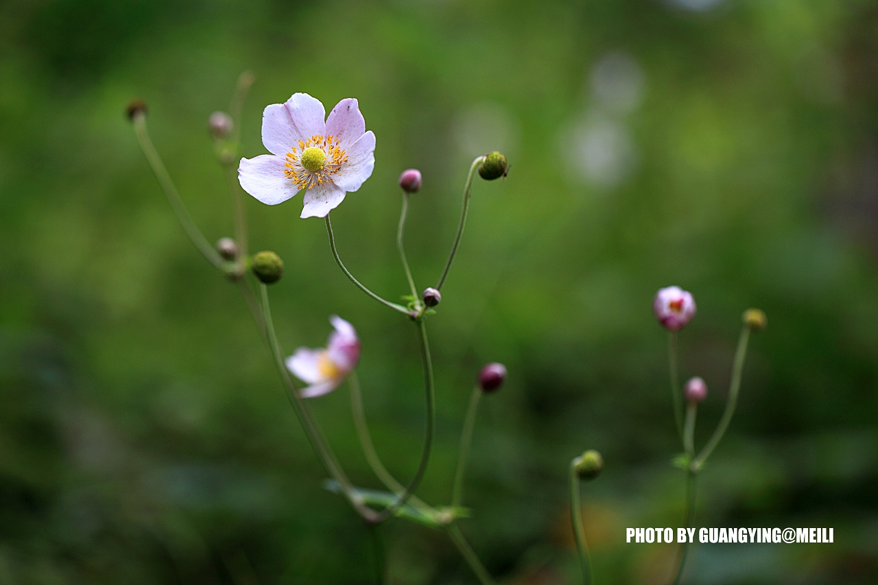 DPP_83368929A.jpg