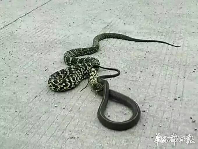 四川新闻网:蛇吃蛇惊呆林业局小伙伴 菜花蛇吞食乌梢蛇