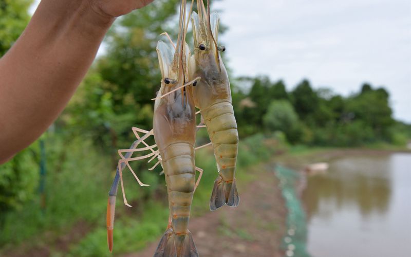清水"营渔水产"的虾丰收了