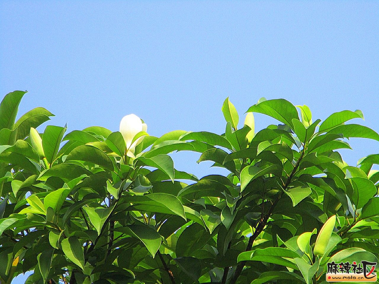 秋日黄葛(长焦)-巴中论坛-麻辣社区 四川第一网络社