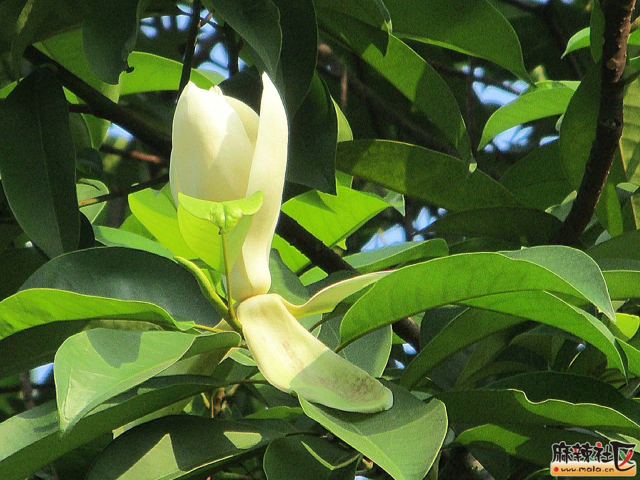 秋日黄葛(长焦)-巴中论坛-麻辣社区 四川第一网络社