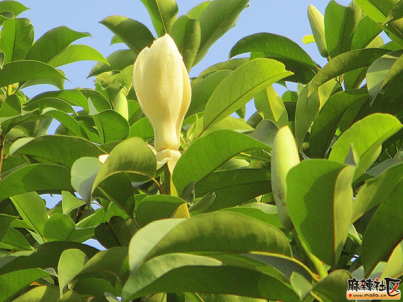 秋日黄葛(长焦)-巴中论坛-麻辣社区 四川第一网络社