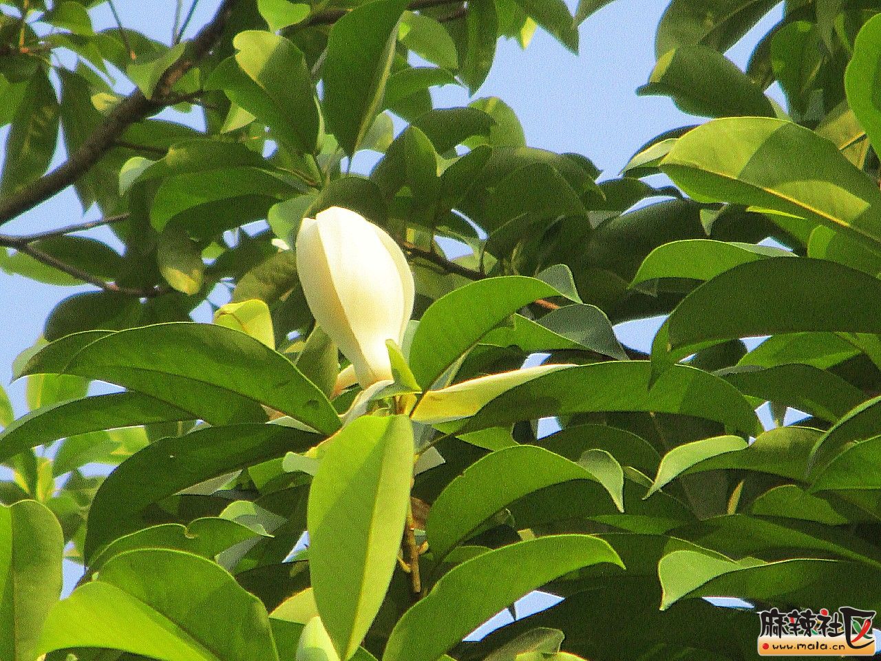 秋日黄葛(长焦)-巴中论坛-麻辣社区 四川第一网络社