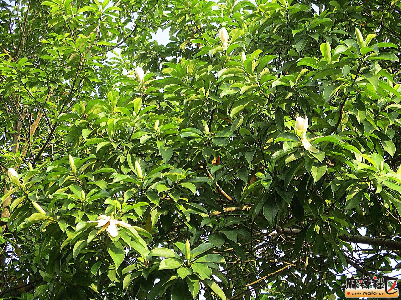 秋日黄葛(长焦)