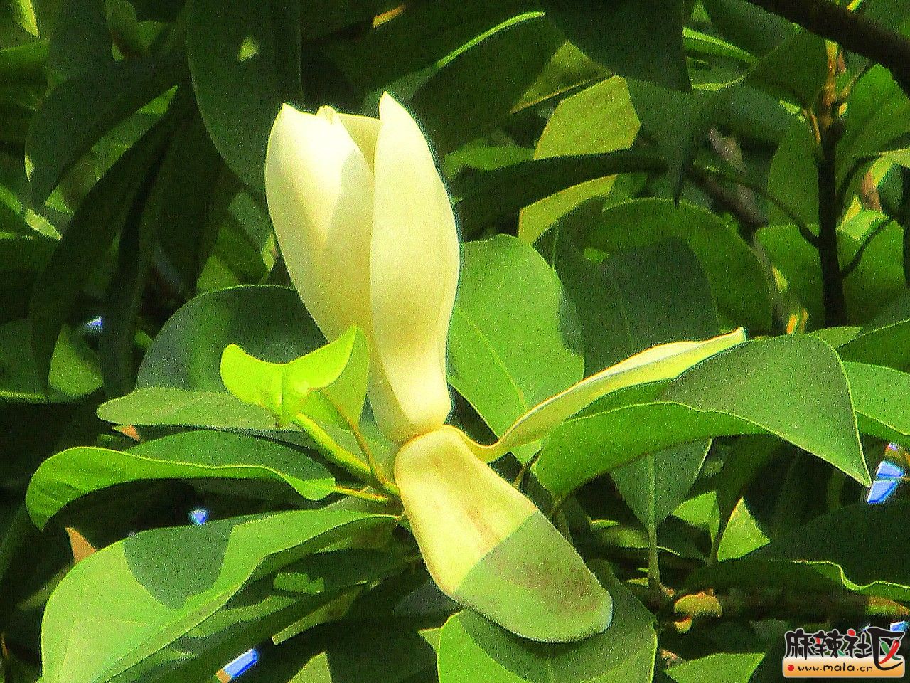 秋日黄葛(长焦)-巴中论坛-麻辣社区 四川第一网络社