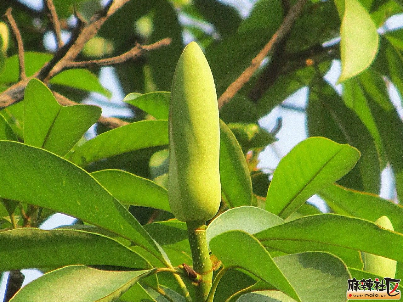 野生葛根果实图片图片