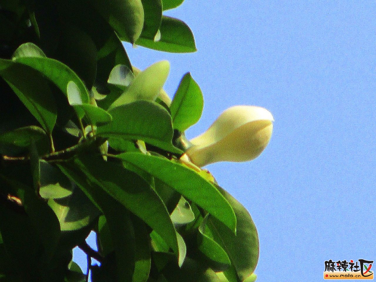 秋日黄葛(长焦)-巴中论坛-麻辣社区 四川第一网络社