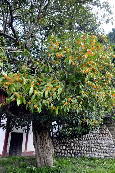 桂花千年香南部县                                      , 桂花树