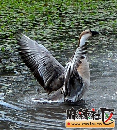 DSC_8276.JPG