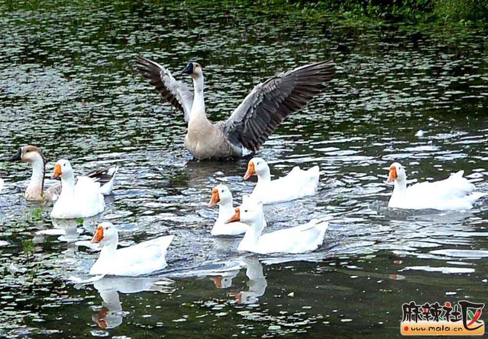 DSC_8339.JPG