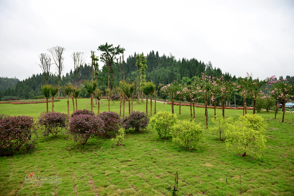 DSC_1494.jpg