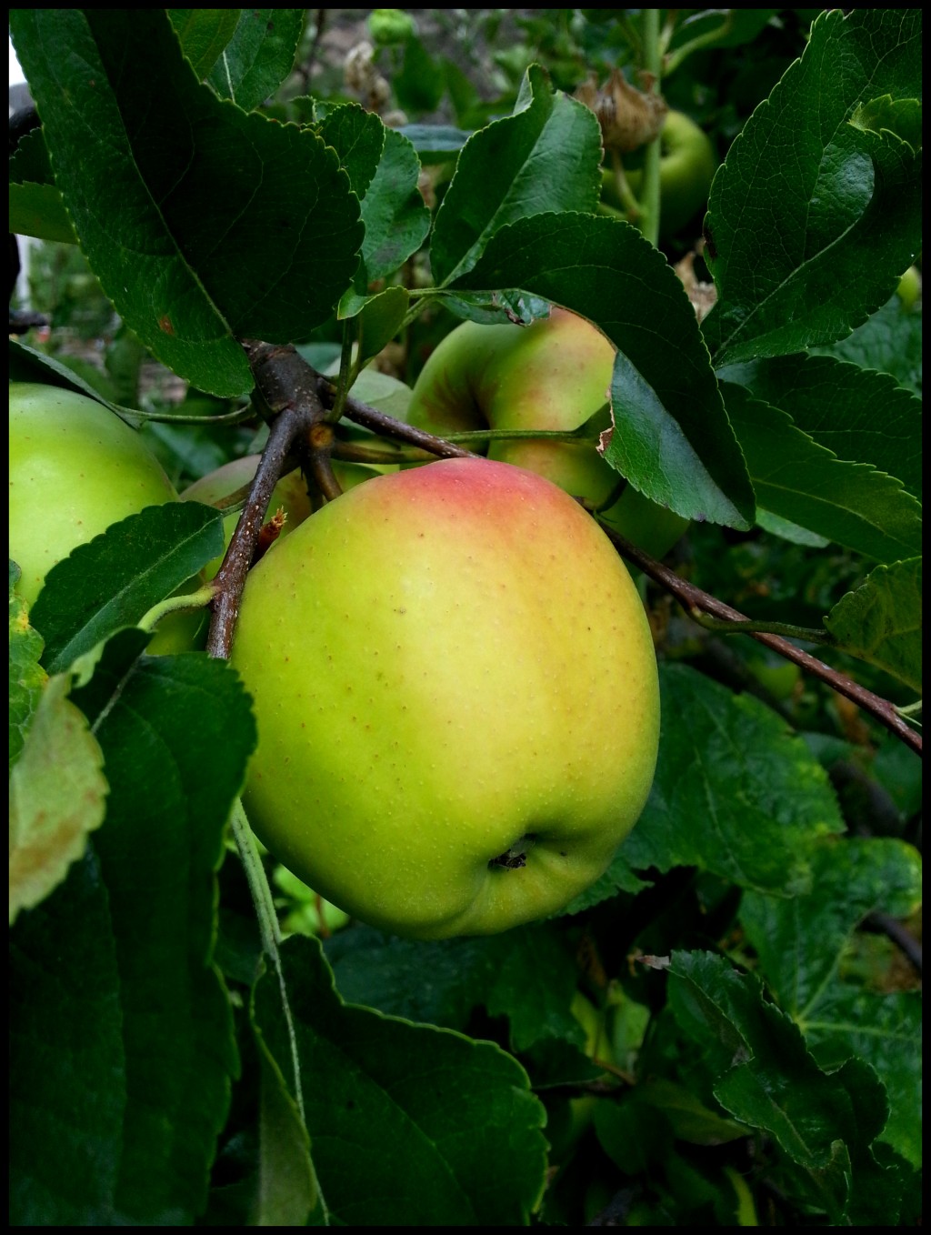 conew_20130921_09312.jpg