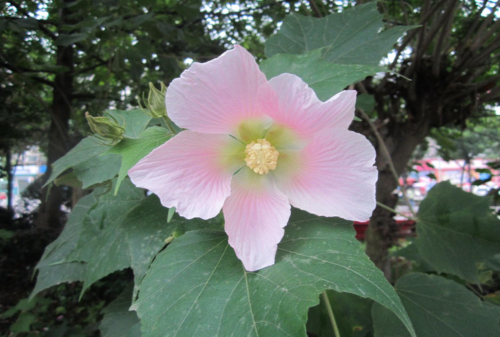 芙蓉花——木芙蓉,水芙蓉.