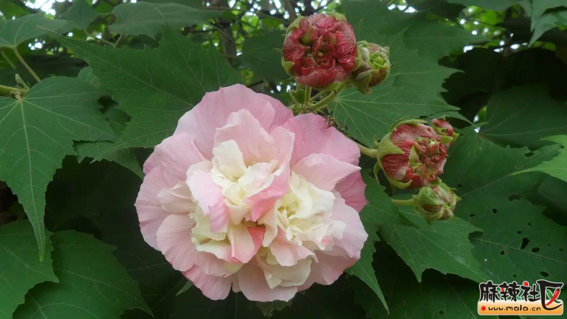 psb (20).jpg