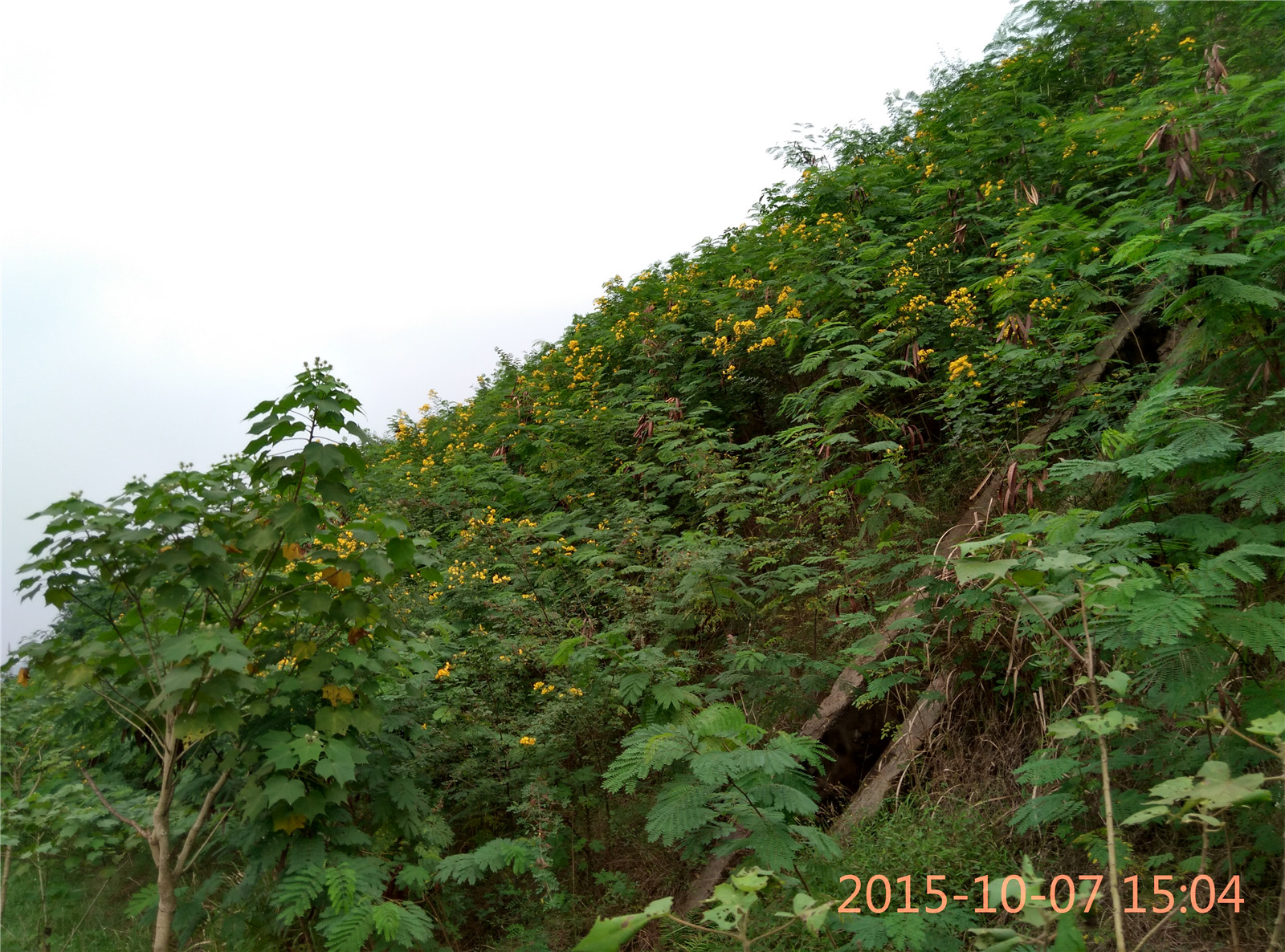 IMG_20151007_150403_HDR.jpg